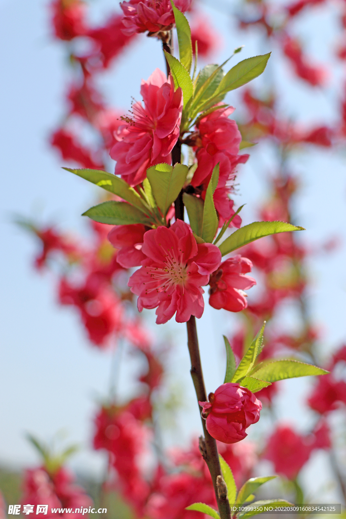 桃花