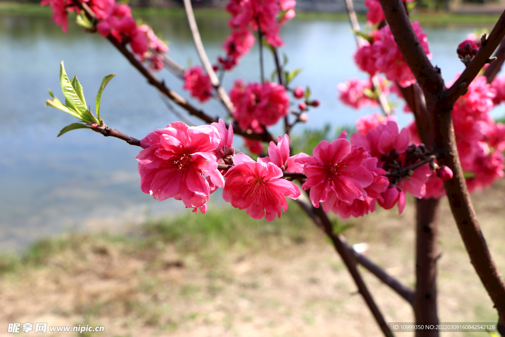湖边桃花