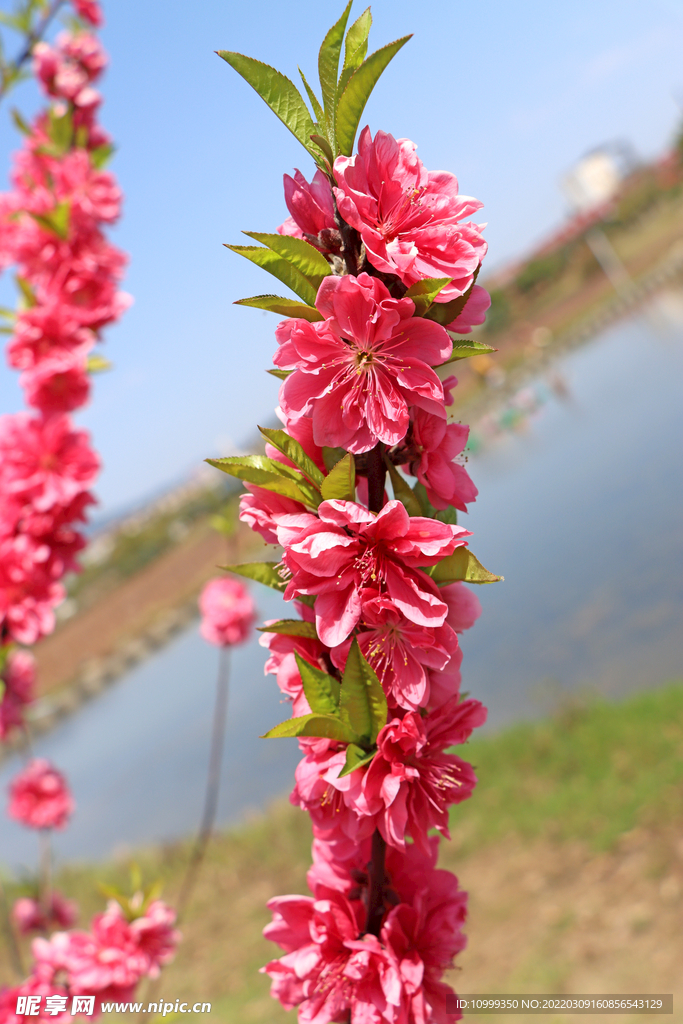 桃花枝