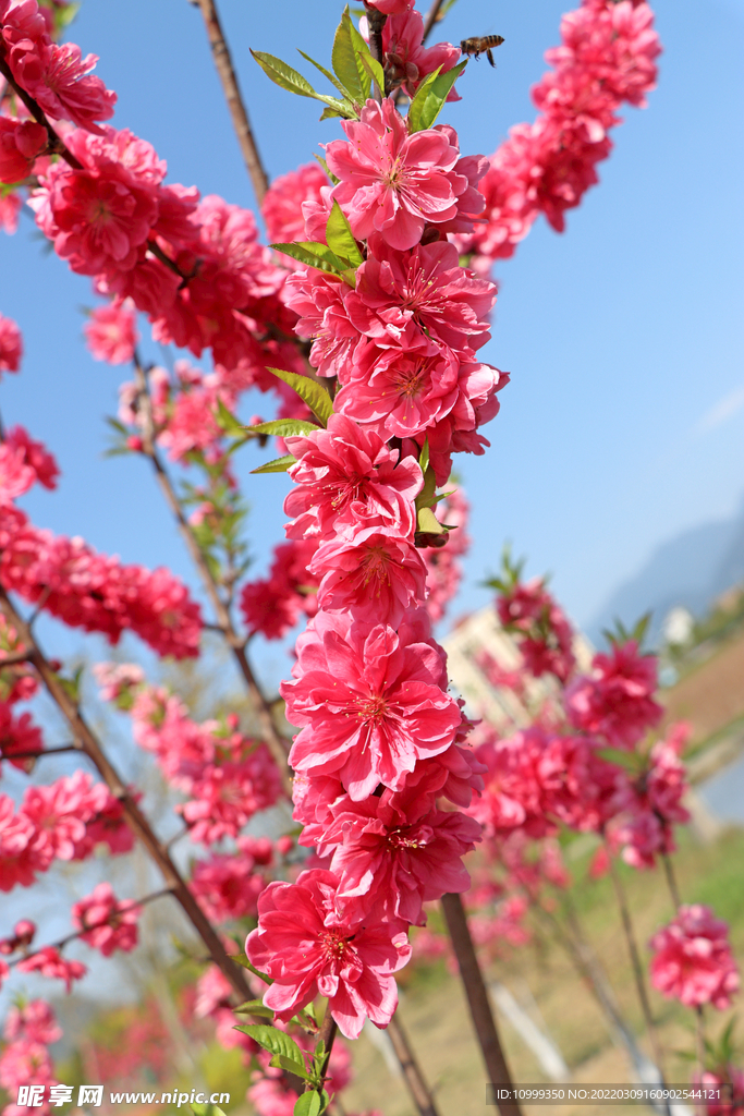 桃花