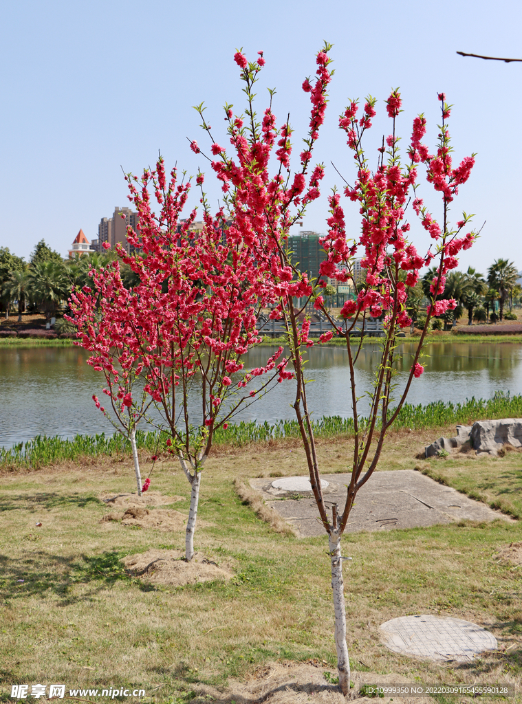 湖边桃花开