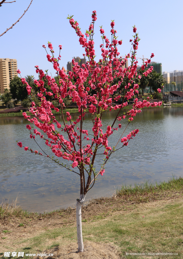 湖边桃花树