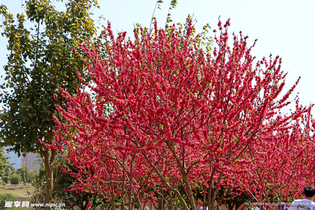 公园桃花