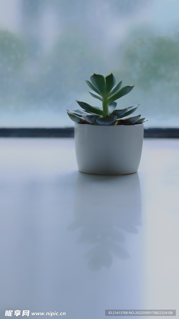 绿植绿叶植物 