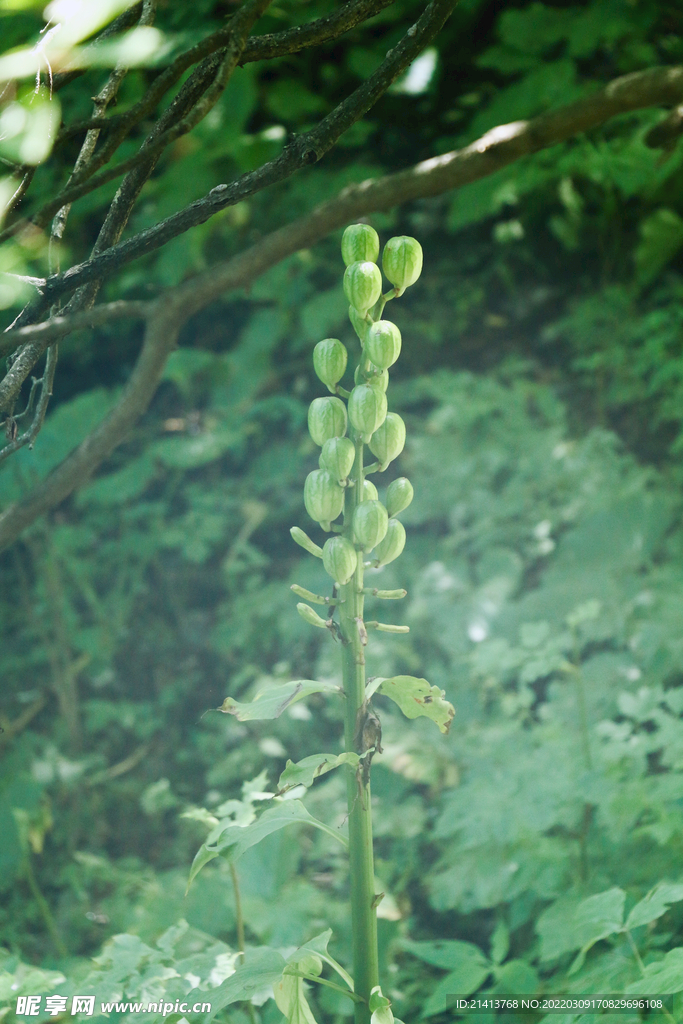 绿植绿叶植物