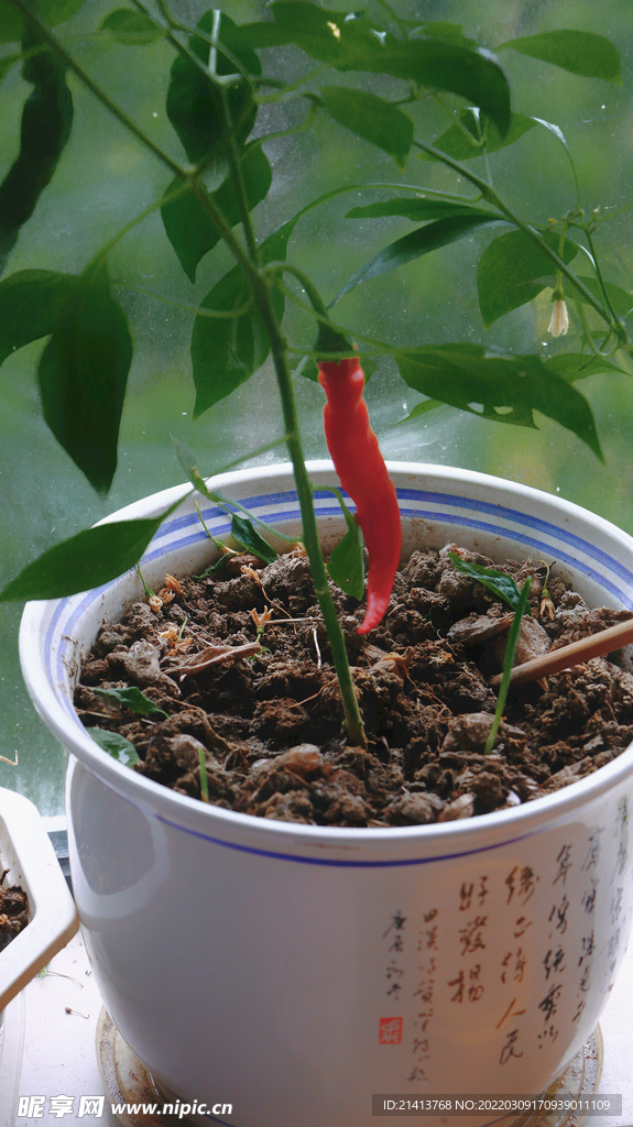 绿植绿叶植物 