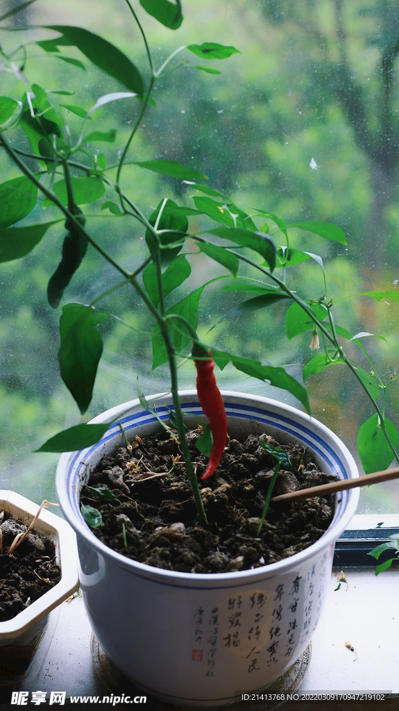 绿植绿叶植物