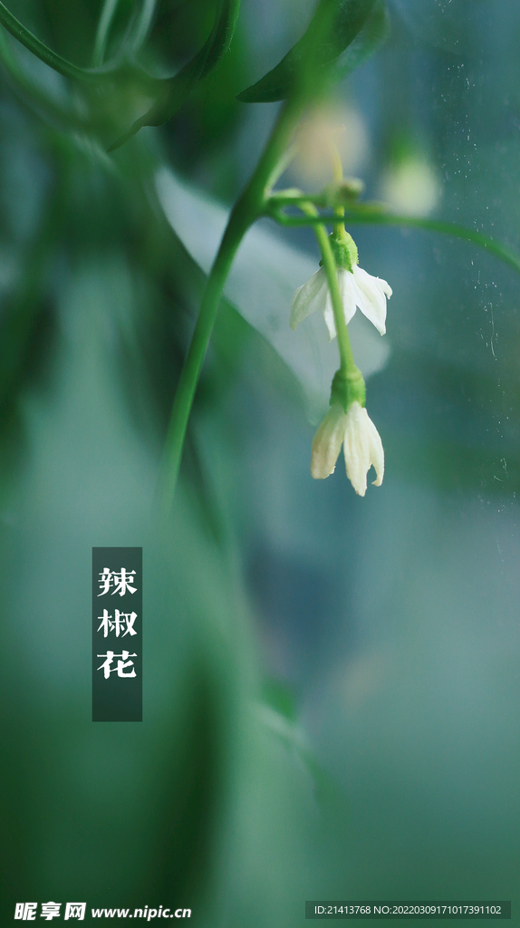 绿植绿叶植物