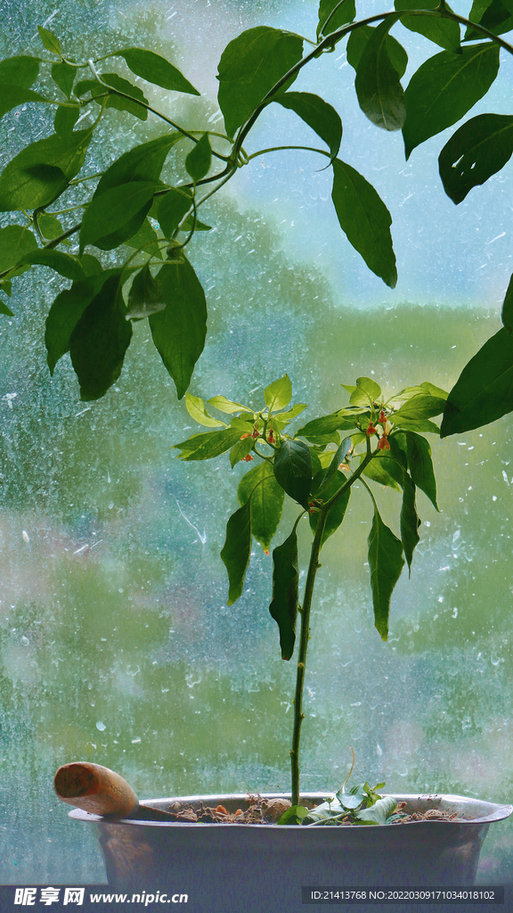 绿植绿叶植物