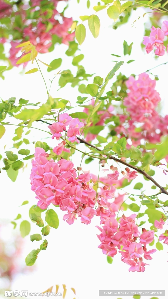 樱花桃花鲜花