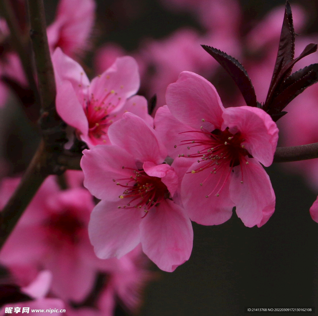 腊梅寒梅梅花 