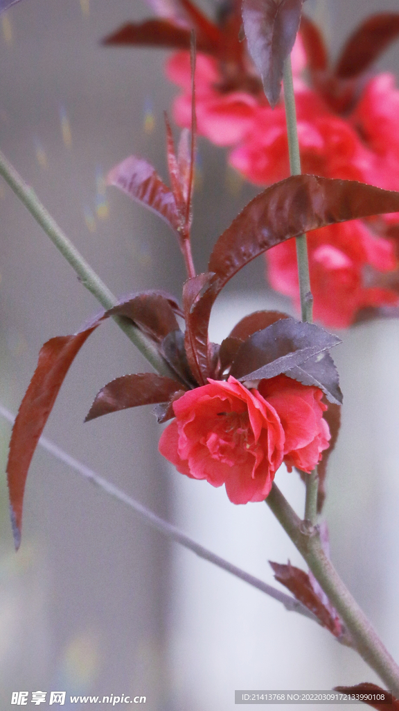 腊梅寒梅梅花