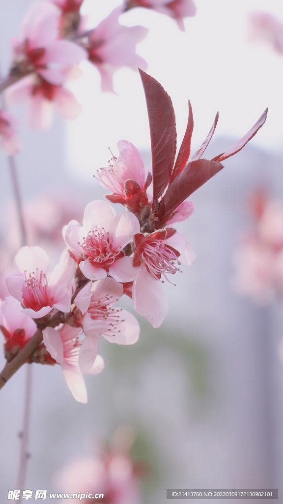 腊梅寒梅梅花 