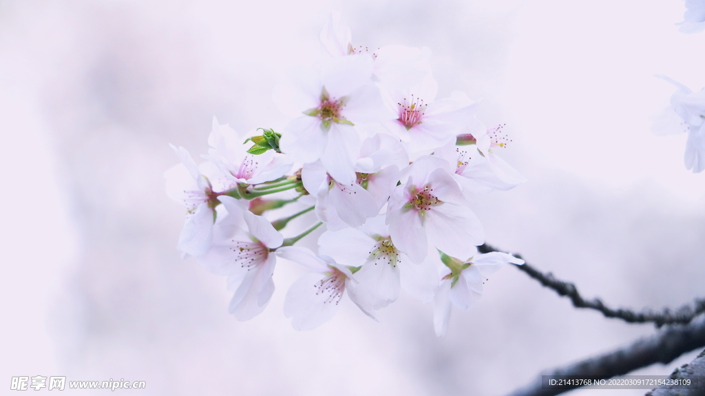 腊梅寒梅梅花
