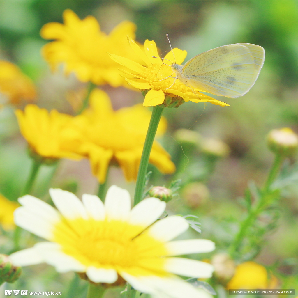 小雏菊菊花 
