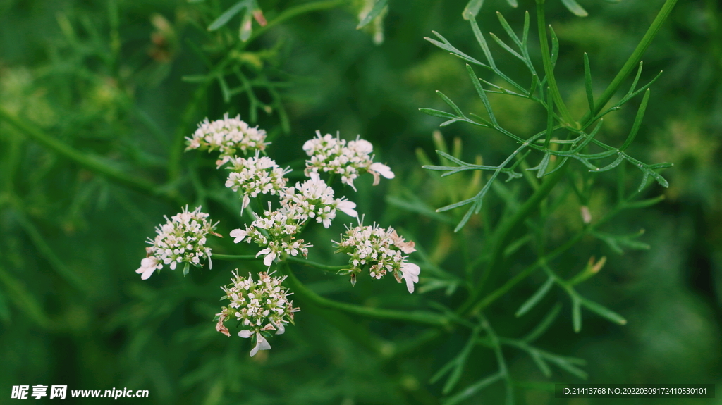 绿植花草小花