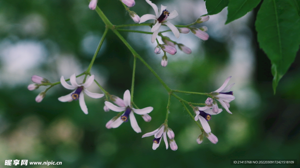 绿植花草小花 