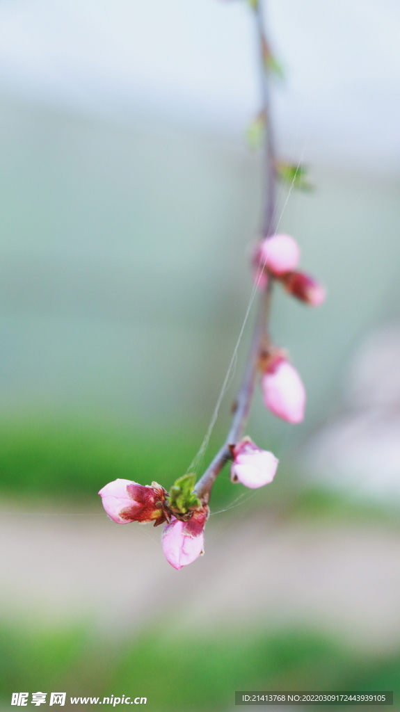 腊梅寒梅梅花