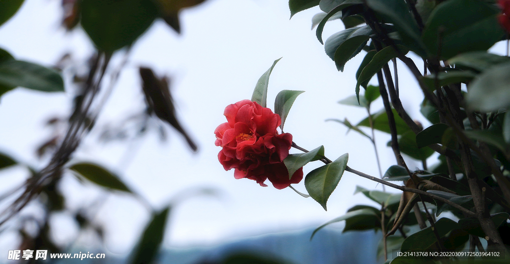杜鹃花映山红