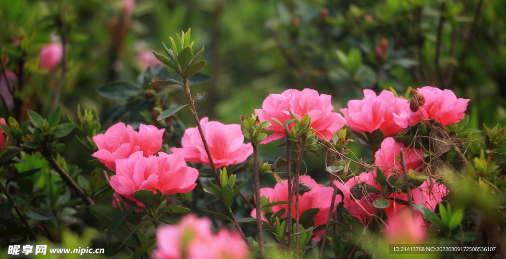 杜鹃花映山红 