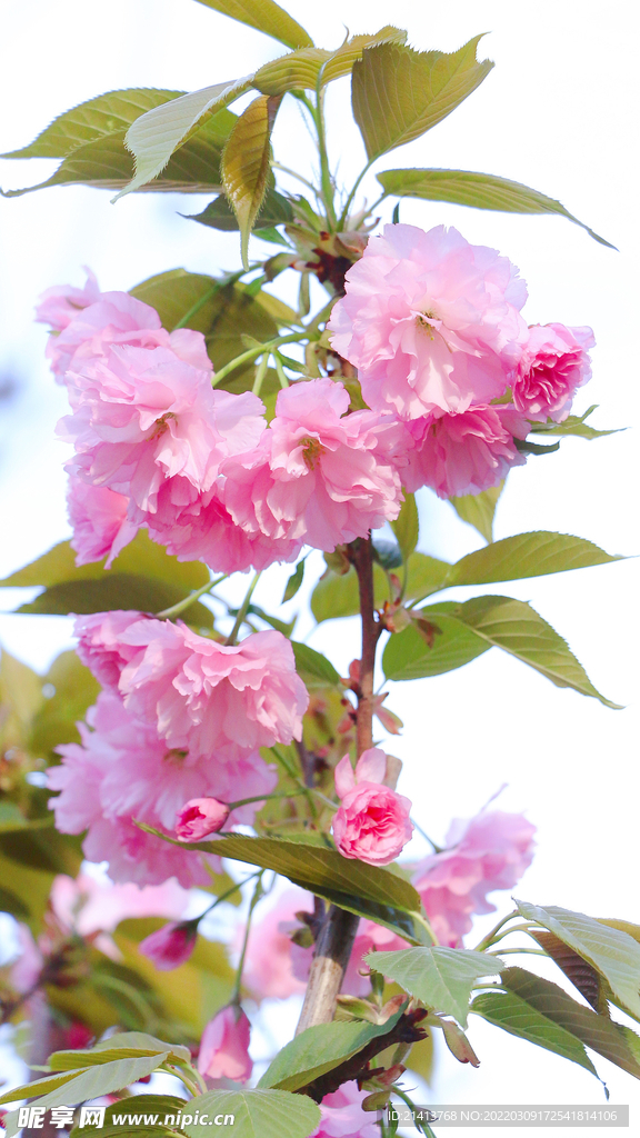 樱花桃花梅花 