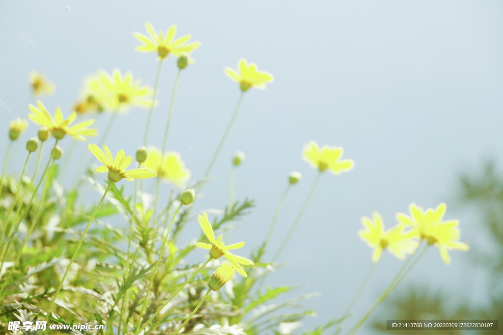 小雏菊菊花 