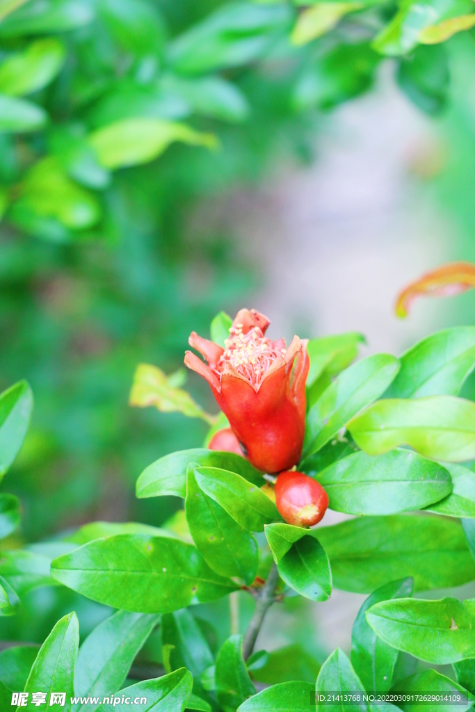花朵石榴花 
