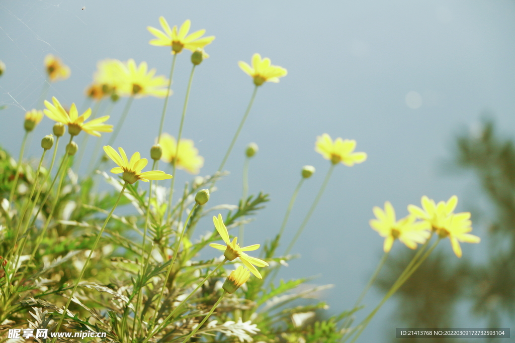 小雏菊菊花 