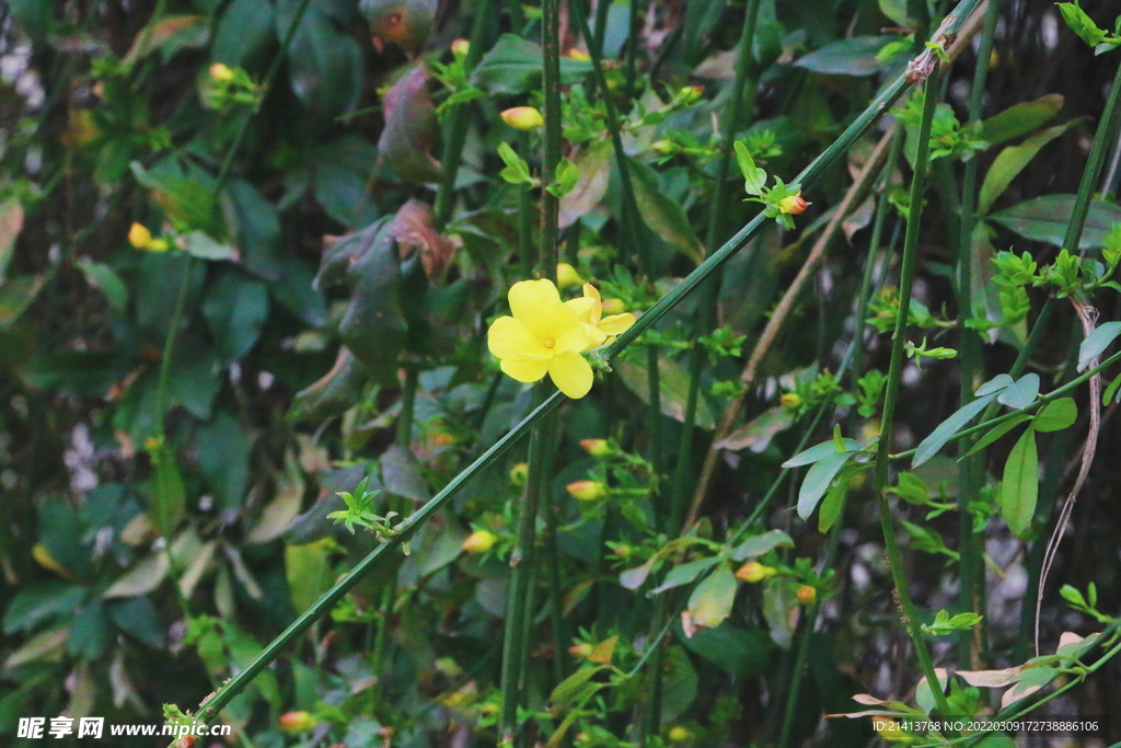 花朵迎春花 