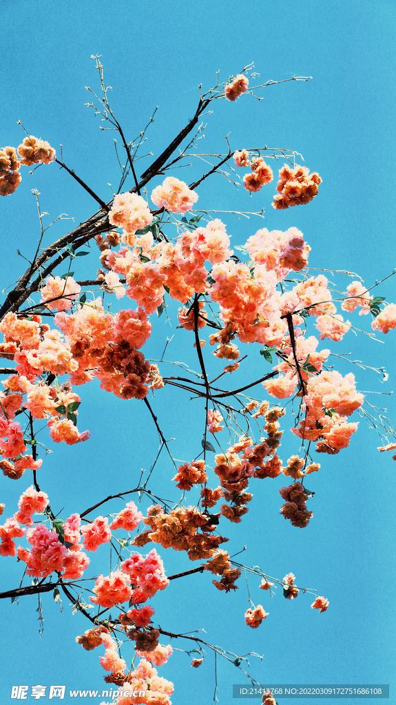 樱花桃花梅花