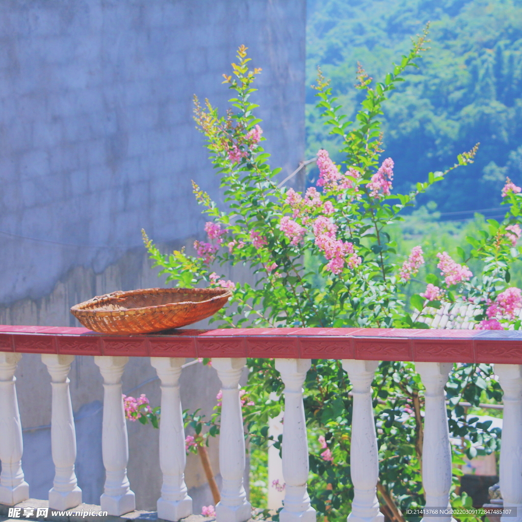 樱花桃花梅花