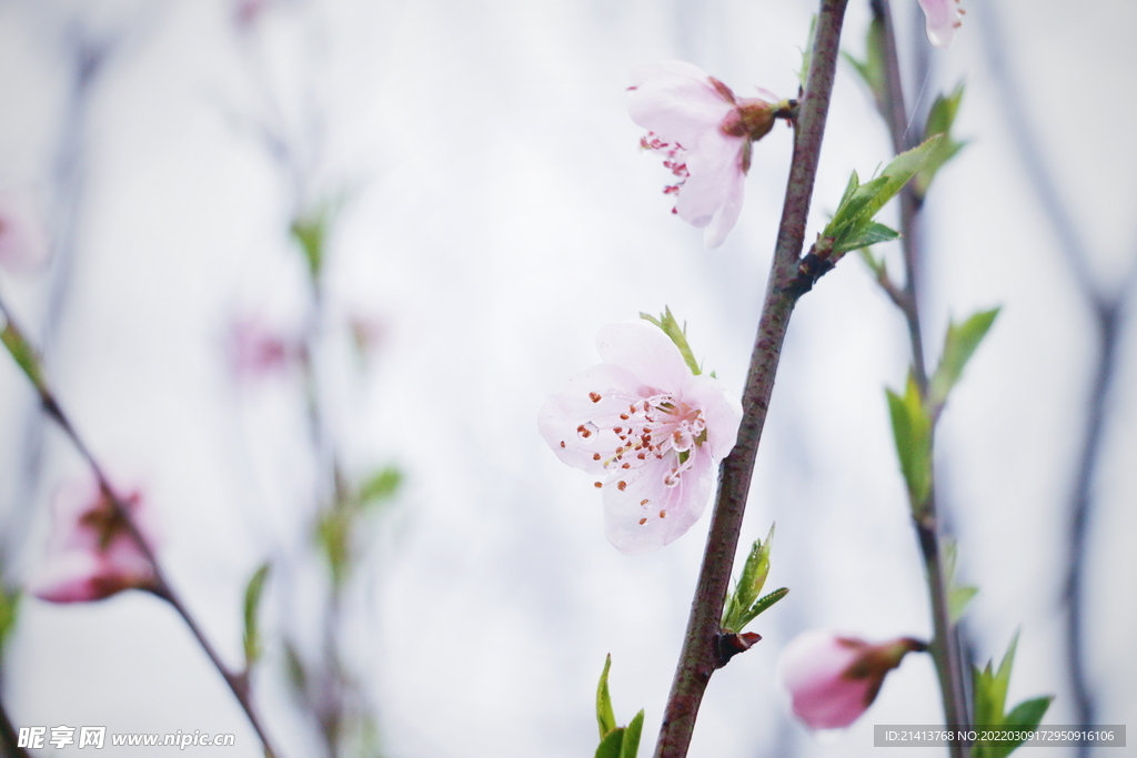 樱花桃花梅花
