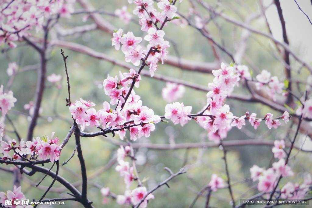 樱花桃花梅花
