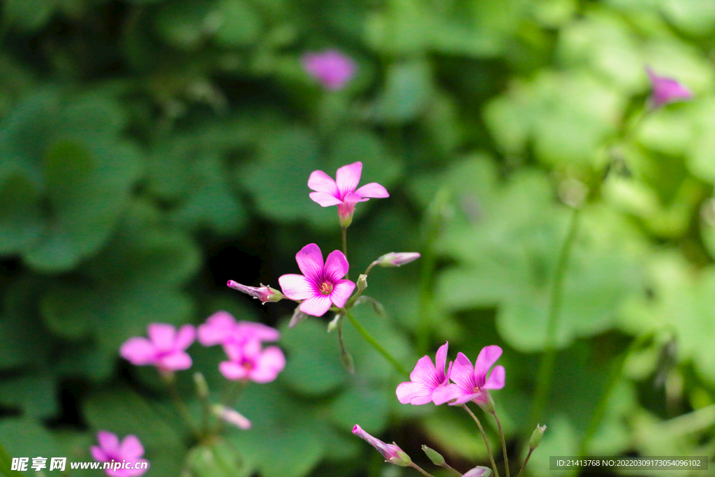 鲜花花朵花卉