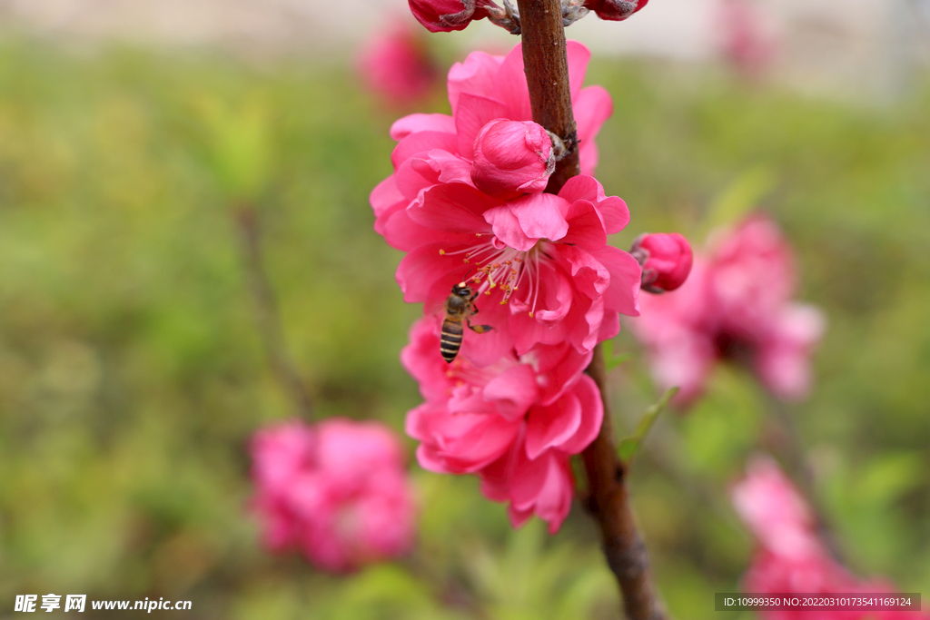  红色桃花
