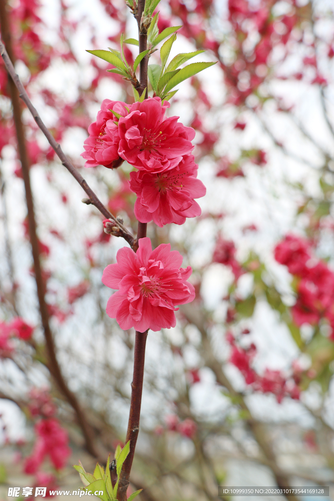 桃花