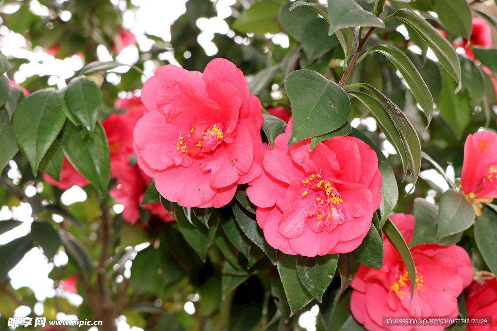 山茶花开