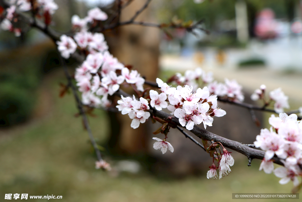 李花