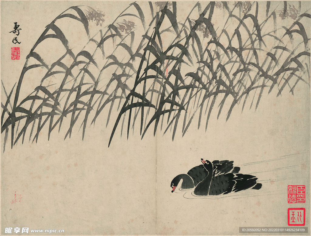 野鸭  