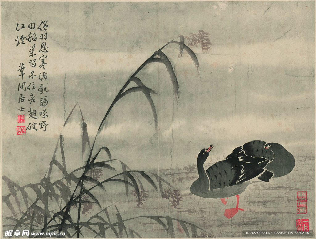 野鸭  