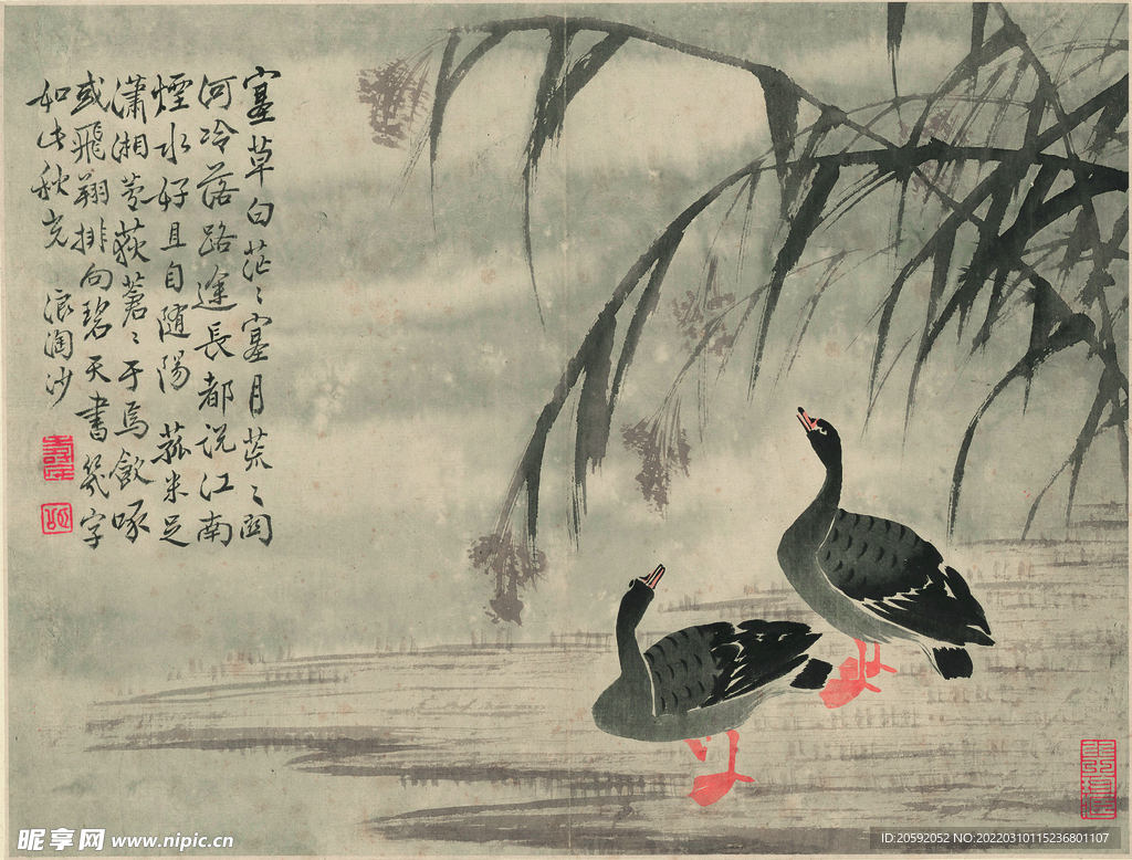 野鸭  