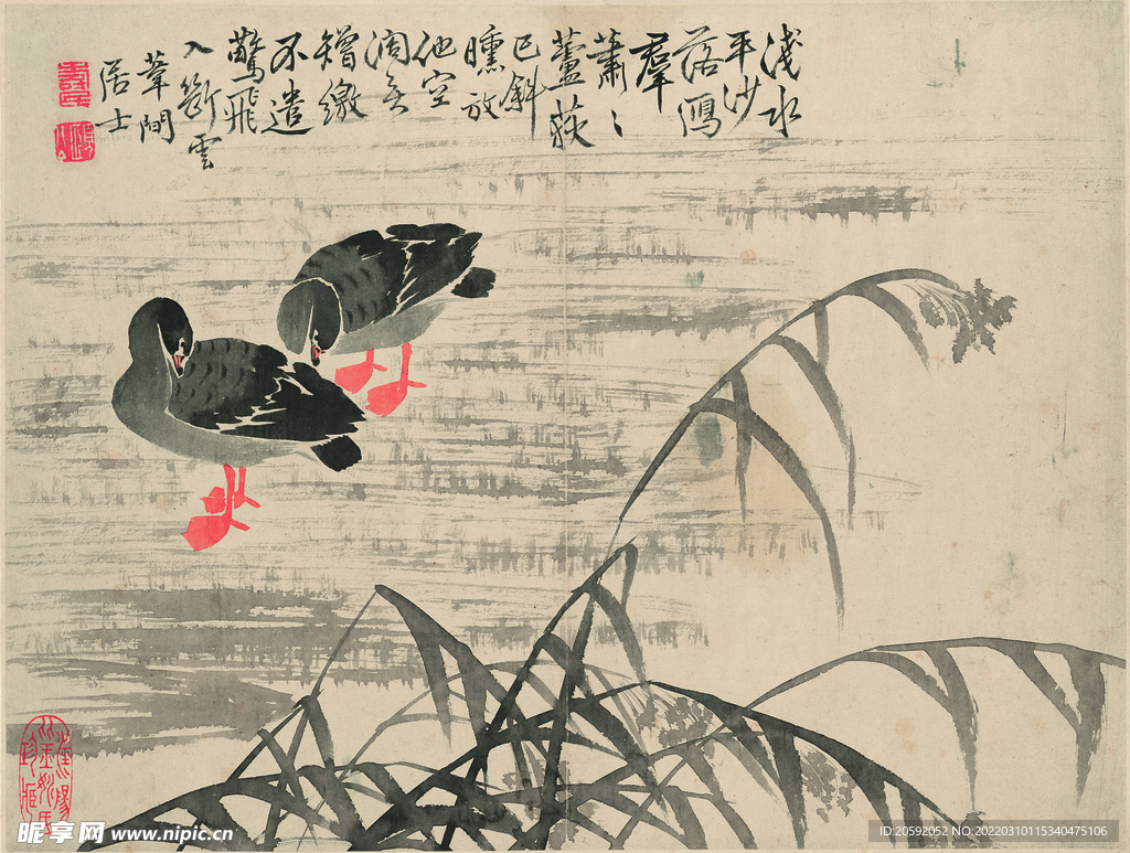 野鸭  