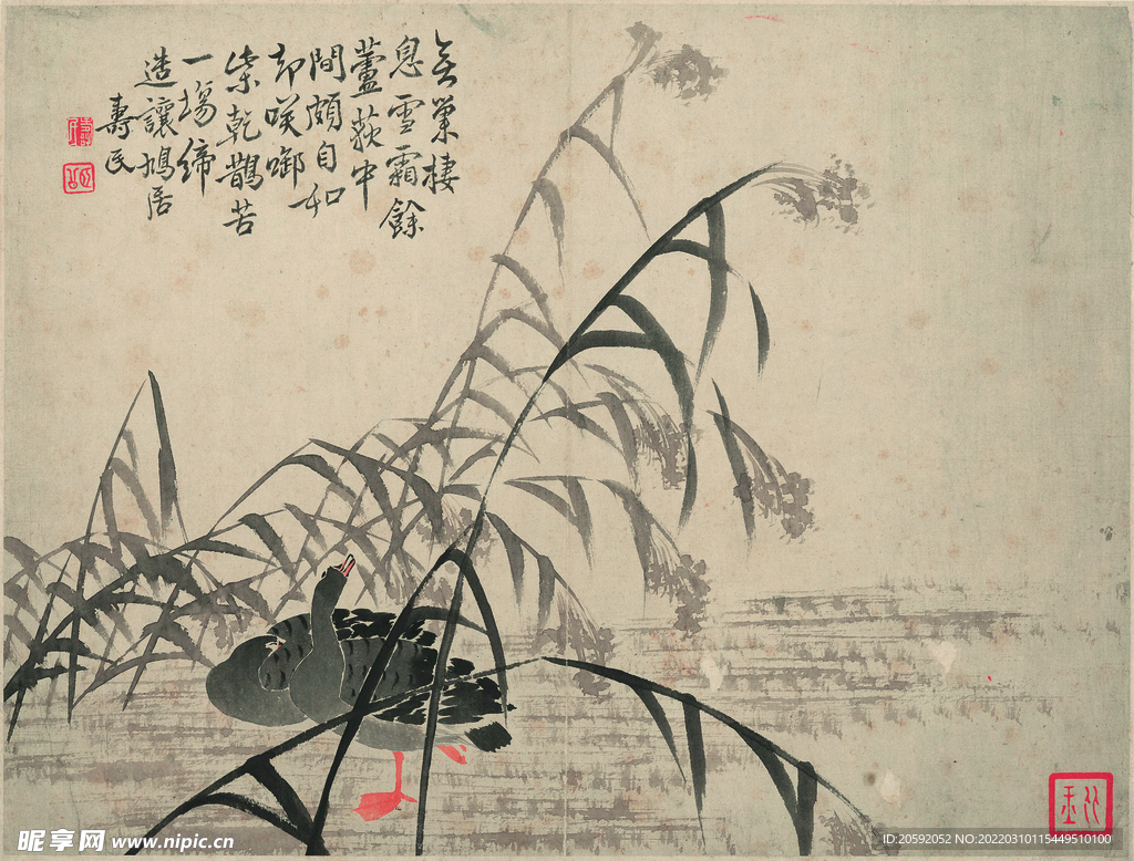 野鸭  