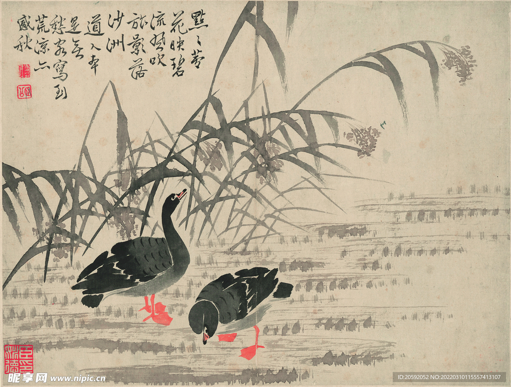 野鸭  