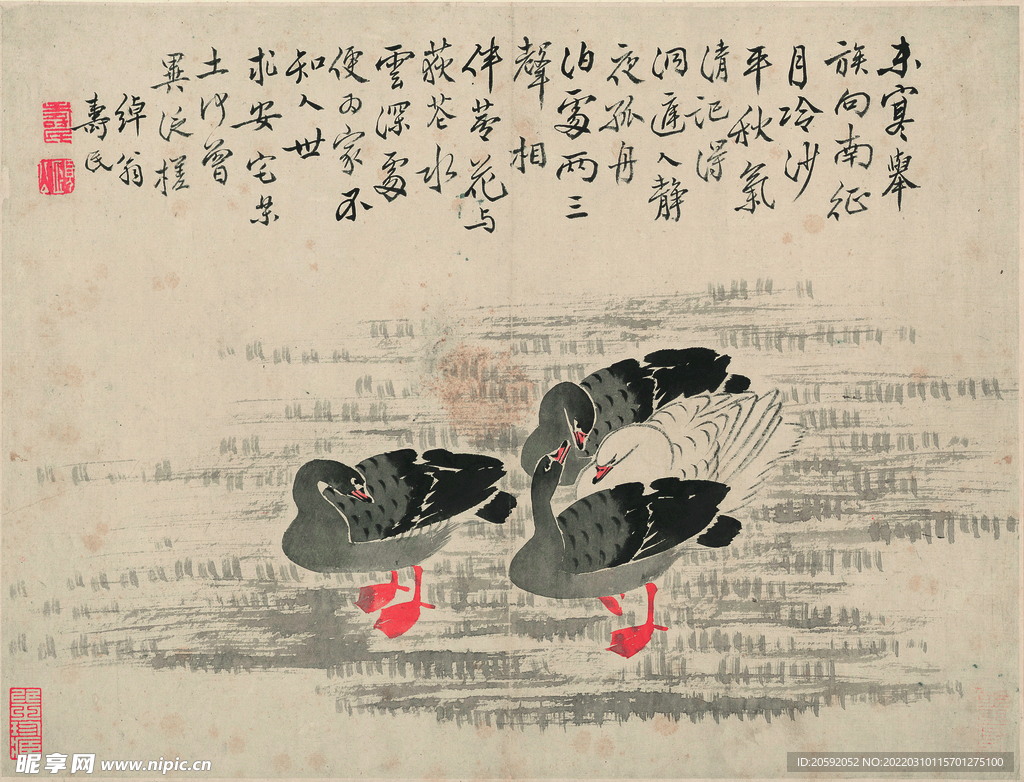 野鸭  