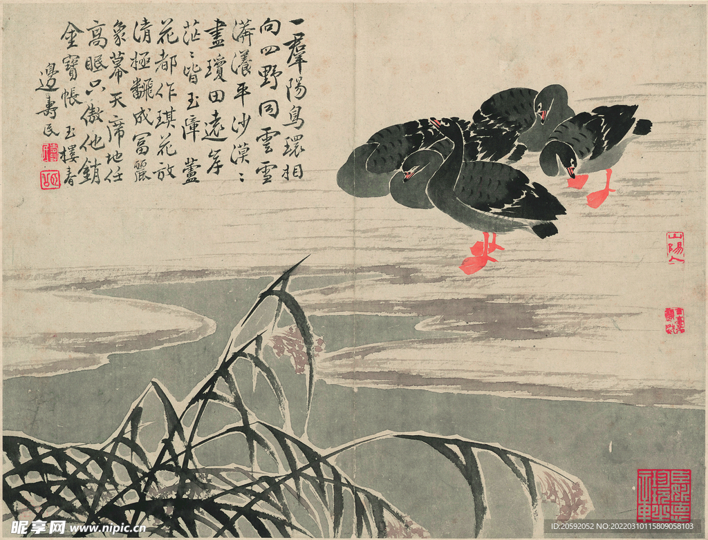 野鸭  