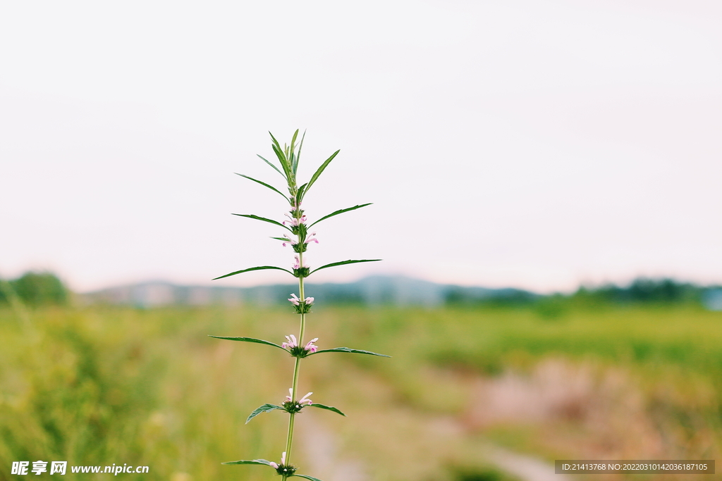 绿植绿叶植物