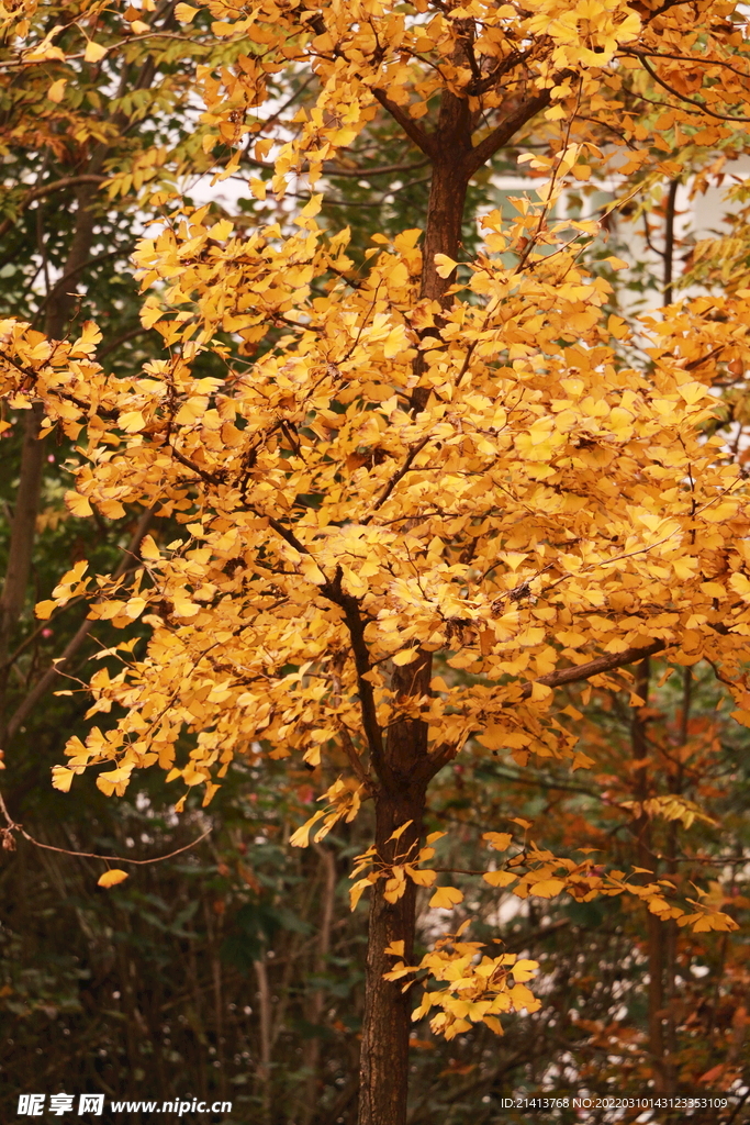 银杏树银杏叶