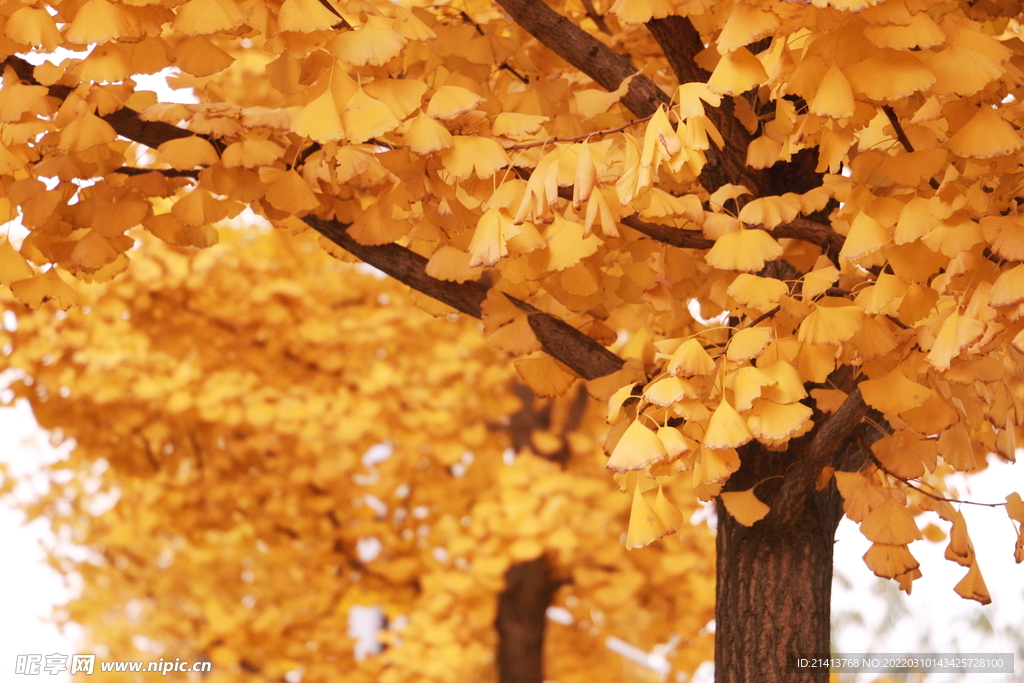 银杏树银杏叶