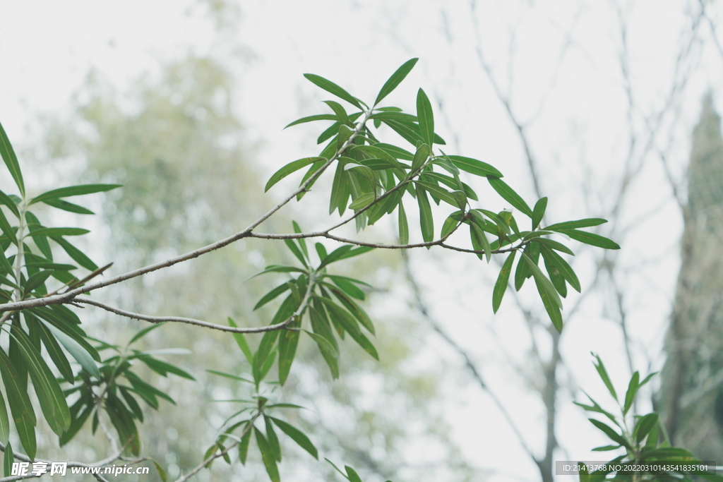 绿植绿叶树叶 